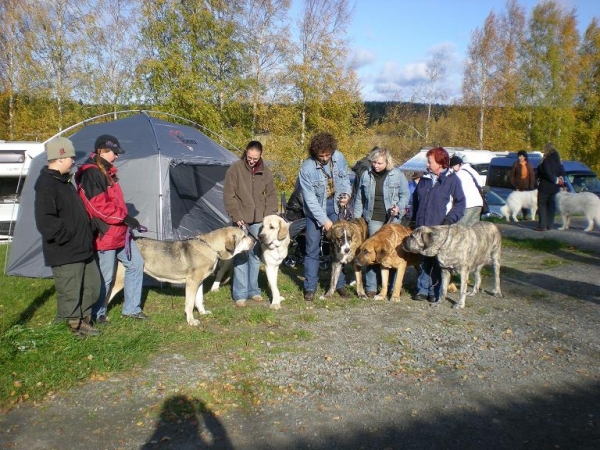guardián del rebaño Himos-Finland
Finlandia 
estupendo perros
