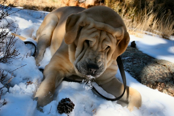 Uhm Tasty...
Leon (Romulo de Campollano) playing with a pine cone and snow
Keywords: moreno