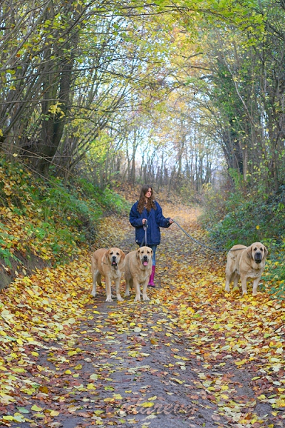 Walk with dogs - Lu Dareva
Keywords: ludareva