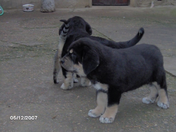 Casiopea y Mora de Trobajuelo - 50 días - born 13.10.07
Cantero de los Zumbos X Tormenta de Reciecho  
13.10.2007

Keywords: puppyspain puppy cachorro