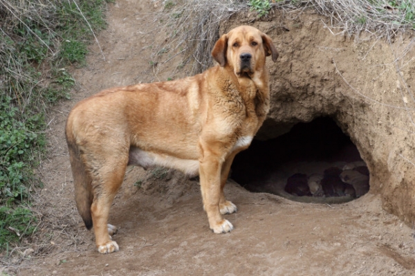 Jara, delante de la cueva que excavó para parir a sus primeros 7 cachorros, parió sola, de forma natural en el campo, sacó adelante todos los cachorros.
Keywords: puppyspain cachorro puppy