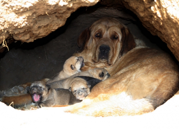 Jara con su primera camada dentro de la cueva que ella misma excavó en la tierra para parir a sus cachorros
Keywords: puppyspain cachorro puppy