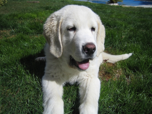 Leona - 3 months old
Keywords: puppyspain Ernesto