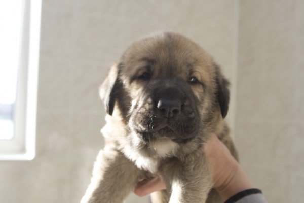 Male puppy from Madridsky Dvor - 4 weeks old
(Iglesias Tornado Erben x Komtesa Sofie Tornado Erben)
Keywords: cortedemadrid