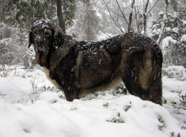 Mora con dos años durante una nevada en la Sierra de Segura (Jaén) España
Keywords: snow nieve