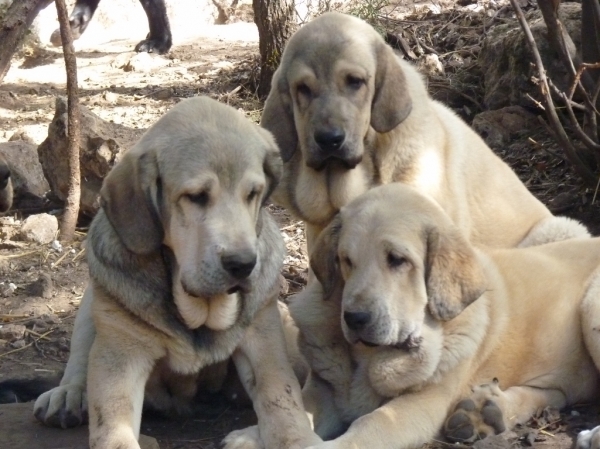 Espartano, Petra y Ursula de Altos de Valdearazo
Cachorros con cuatro meses y medio.
Keywords: ALTOS DE VALDEARAZO