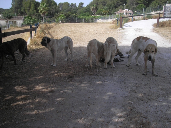 Varius Dogs in kennel Sarasate
