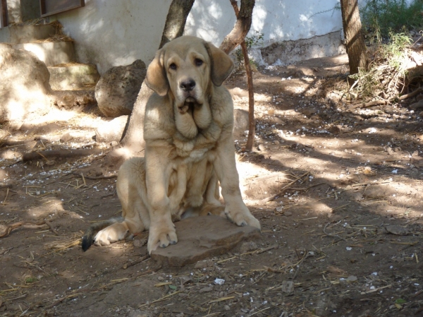 Heracles de Altos de Valdearazo
Cachorro con cuatro meses y medio.
Keywords: ALTOS DE VALDEARAZO