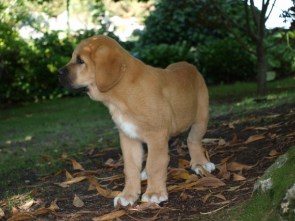 Antón (DO CHAN DO CEREIXO)
Cachoro con casi tres meses
Keywords: puppyspain DO CHAN DO CEREIXO