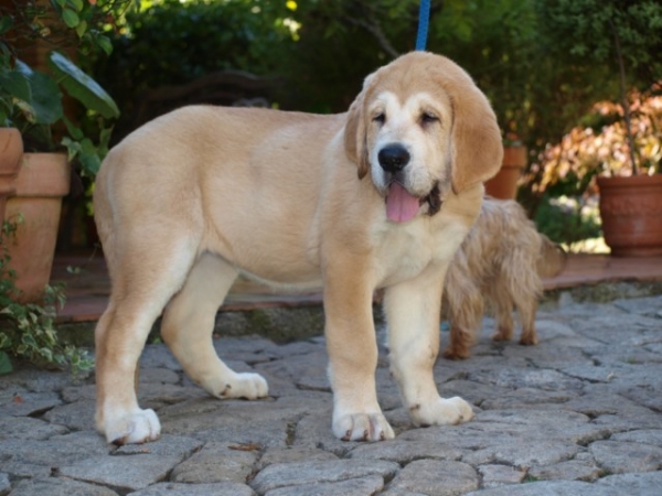 Antia (DO CHAN DO CEREIXO)
Cachorra con casi tres meses
Keywords: puppyspain DO CHAN DO CEREIXO