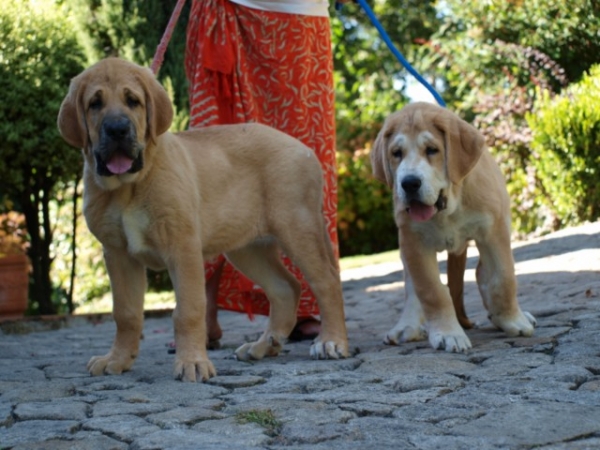 Antón y Antia
El dia 16 cumplen tres meses
Keywords: puppyspain DO CHAN DO CEREIXO
