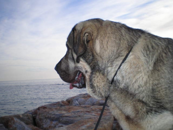 Onega de Campollano (Milo)
Milo mirando el mar.
Milo looking out at the sea. 
Ключови думи: mastalaya