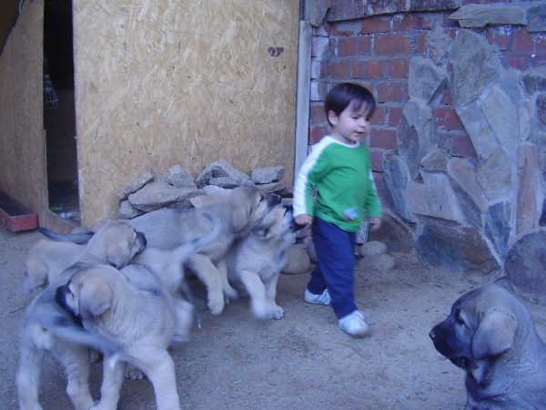 Alberto junior con sus cachorros 5-4-2009
Keywords: alneyo 2009