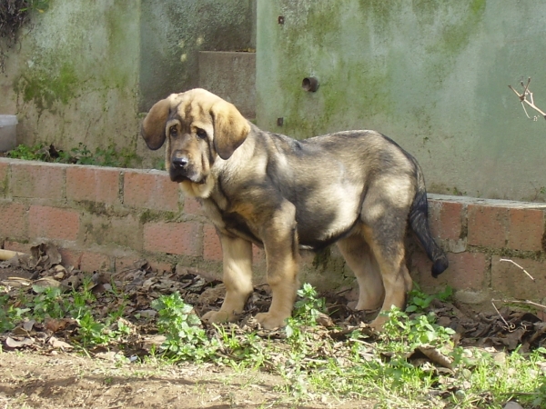 Nala 2 meses
Keywords: puppyspain puppy cachorro