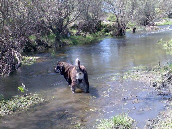 Mastina refrescandose en el rio abril 2008
