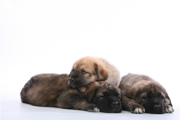 Puppies of Neron de Filandon and Bravo 4 weeks
Puppies born in Russia
Keywords: puppyrussia puppy cachorro