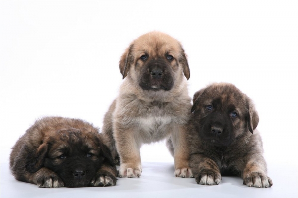 Sons of Neron de Filandon and Bravo 4 weeks
Puppies born in Russia
Keywords: puppyrussia puppy cachorro
