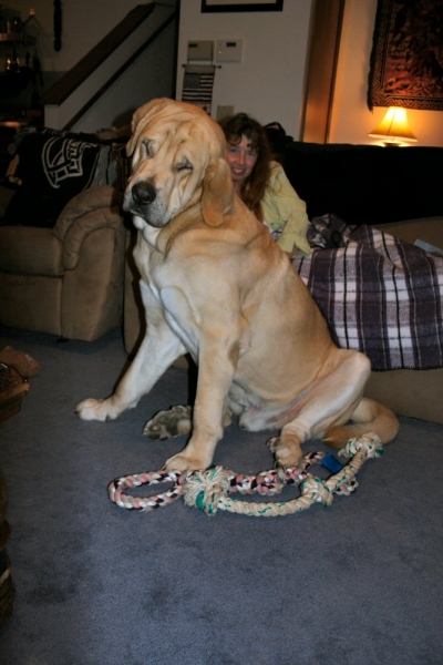 Leon
AHHHH MAMA

you found the Sweet spot

24 months old 189lbs
Keywords: moreno