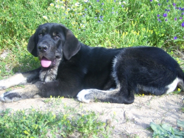Tom de Anaise, 4 meses
Keywords: anaise puppyspain