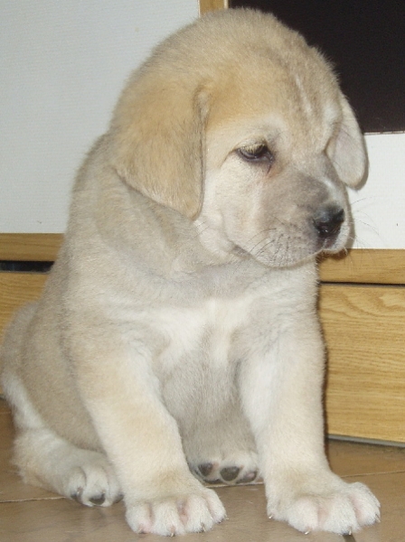 Gia z Kraje Sokolu - 7 weeks old
Ch. Sultan x Ch. Clea z Kraje Sokolu
Keywords: sokolu puppy cachorro