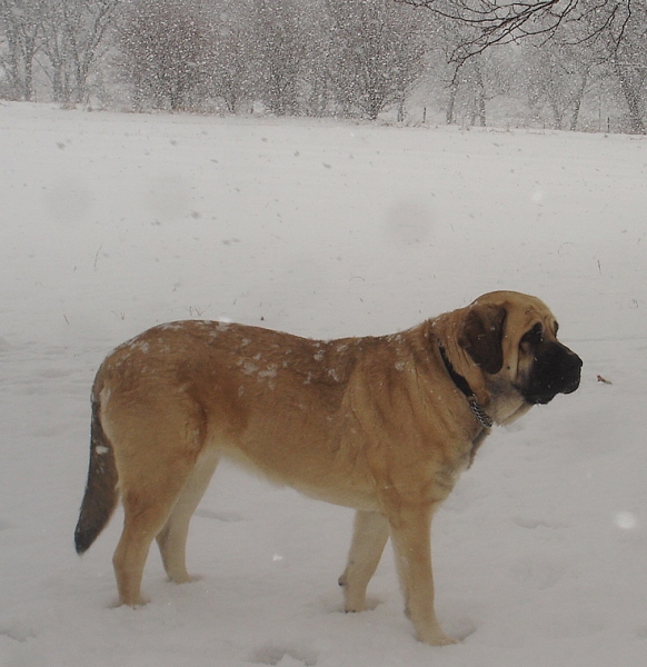 Aislinn
enjoying the snow...

Moses de Babia x Delilah Tornado Erben

Keywords: snow nieve jordan