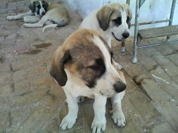 Adoptar Bonitos cachorros de mastin
Disponibles bonitos cachorros de mastin, vacunados
Keywords: Adoptar Bonitos cachorros de mastin