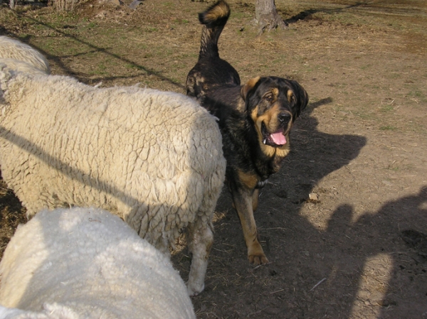 Apolo de Los Piscardos
Apolo cuidando las ovejas
Keywords: flock ganadero piscardos