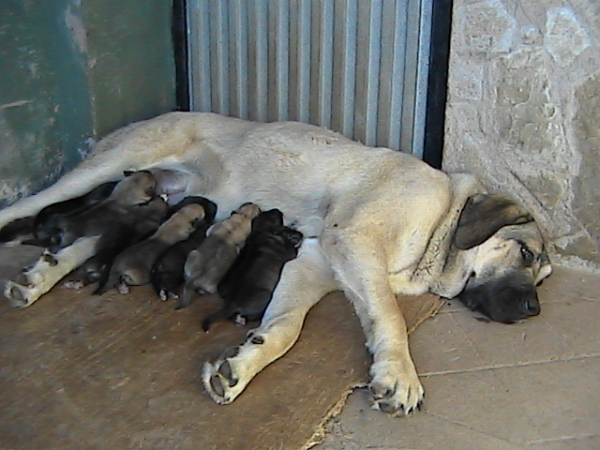 Leonesa de Los Altos del Duero y sus diez cachorros
Keywords: duero