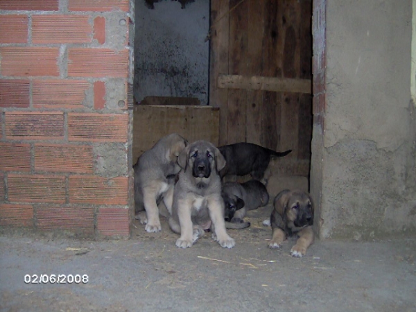 Cachorros de Trobajuelo - en su casa
Tormenta de Reciecho X Bartolo de Antalmuhey
05.06.2008 

Keywords: trobajuelo puppyspain puppy cachorro
