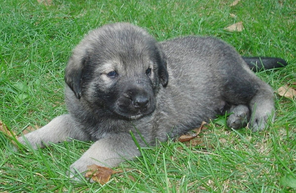 Dakota - 4 weeks old
Delilah (Rawa z Doliny Czarnej Wody) x Logan Tornado Erben
Keywords: puppyusa jordan