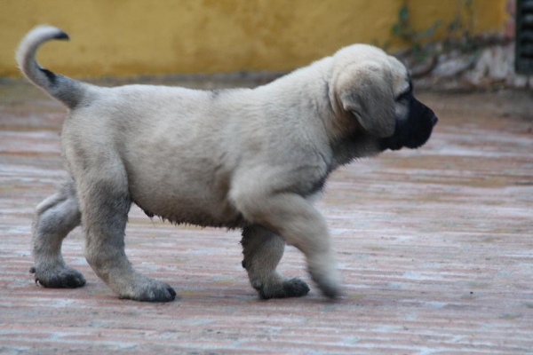 DUENDE DE LA GORGORACHA
Keywords: puppyspain gorgoracha