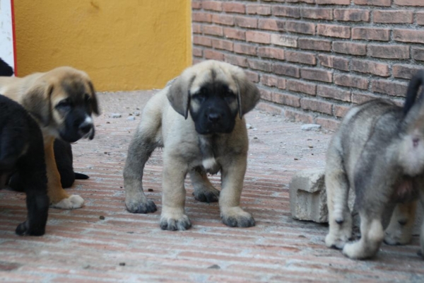 CAMADA DE LA GORGORACHA 
Keywords: puppyspain gorgoracha