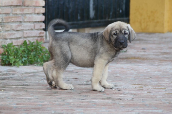 DAMA DE LA GORGORACHA
Keywords: puppyspain gorgoracha