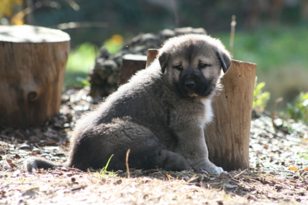 Hijo de Mora, menos de un mes
Keywords: puppyspain cachorro puppy