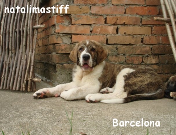 Barcelona Nuevo La Vida 
Keywords: puppyrussia nuevolavida