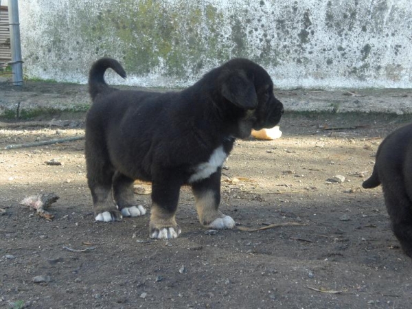 BONBON DE LA GORGORACHA 
Keywords: puppyspain gorgoracha