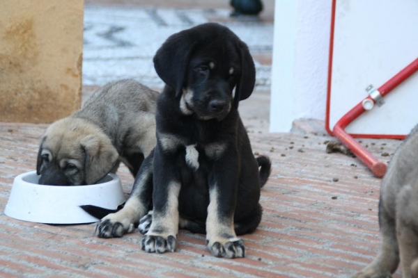 CACHORROS DE LA GORGORACHA
Keywords: puppyspain gorgoracha