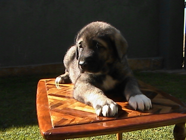 Cachorro de Leonesa camada 2007
Keywords: duero cachorros