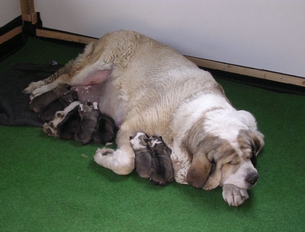 Dona Uba of the Witches Meltingpot with 7 pups
Keywords: witches