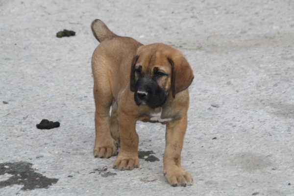 DRENTE DE LA GORGORACHA
Keywords: puppyspain gorgoracha