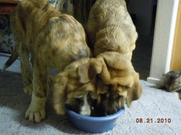 Xanto Tornado Erben and Amaya Dartibo
Both puppies from CZ, living in Nevada, USA.
Keywords: cincodeseosranch