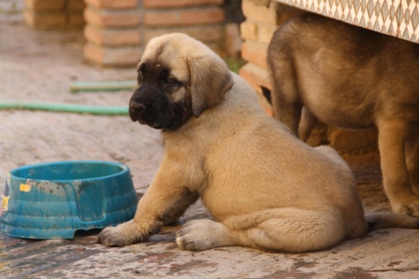 DUENDE DE LA GORGORACHA
Keywords: puppyspain gorgoracha