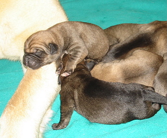 Puppies (Delilah & Moses) - 3 days old
Moses de Babia x Delilah Tornado Erben
07.02.2009

Keywords: jordan puppyusa