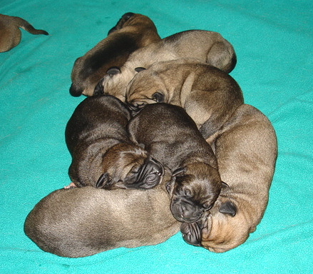 Puppies (Delilah & Moses) - 3 days old
Moses de Babia x Delilah Tornado Erben
07.02.2009

Keywords: jordan puppyusa