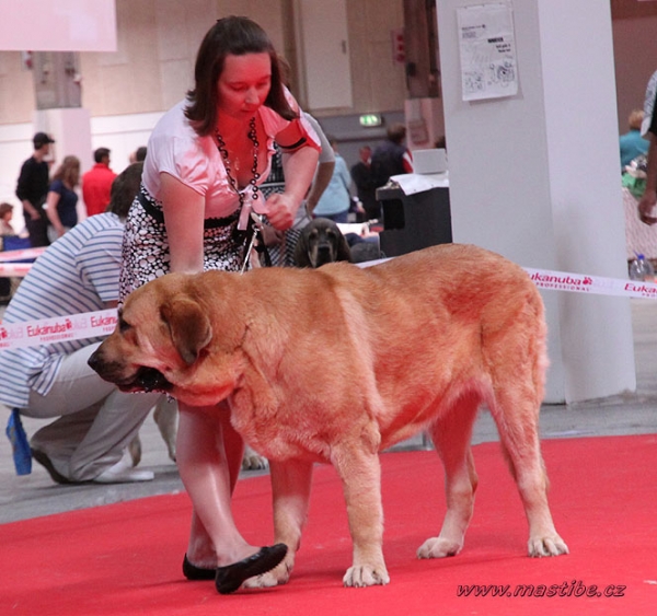 Anabel: EXC 2 - Champion Class Females, World Dog Show Herning, Denmark 27.06.2010 
