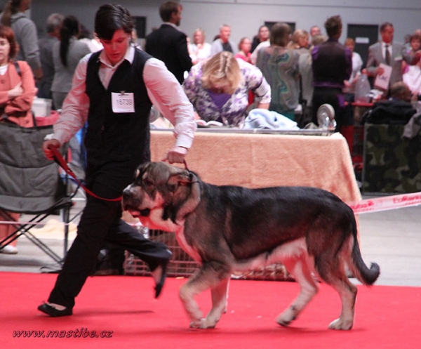 Aguiles: EXC 1 - Junior Class Males, World Dog Show Herning, Denmark 27.06.2010
