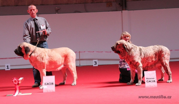 Cacib Females: Gina Tornado Erben: EXC 1 (Champion Class Females) & Jenny Mastibe: EXC 1 ( Open Class Females) - World Dog Show Herning, Denmark 27.06.2010 
