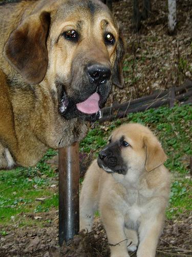 8 months old Hazelfa Tornado Erben and 7 weeks old puppy from kennel Black Hanar - Winner Photo of the Month May 2006
Keywords: head portrait cabeza 2006