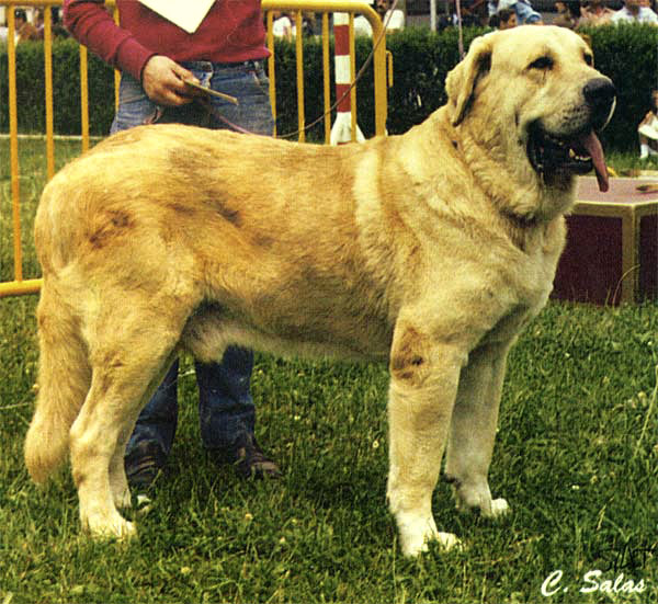 Argón del Pinotar
ARGON DEL PINOTAR, uno de los máximos exponentes de la raza en exposiciones caninas. 

La Revista del Perro 1993 - © Copyright - Carlos Salas, Spain 
 

