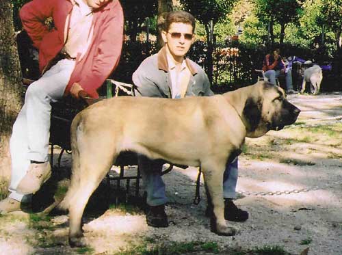 Esperanza of the Witches of Meltingpot  - 7 months
Best puppy of show in Athens, Greece - 05-10-2002. 
(Ich. Nalon de Montes del Pardo x Ich. Angelina of the Witches of Meltingpot)
Uploaded by george.  

Keywords: 2002 esperanza